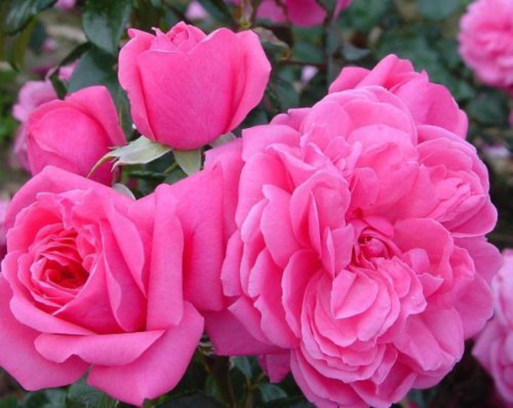 Rožė (H) (Lot Rosa (H)) 'Berleburg' C5/P23 | ROŽĖS | KRŪMAI