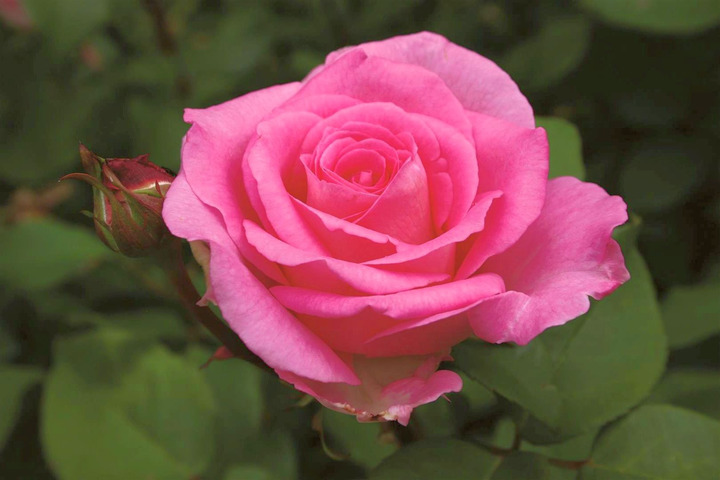 Rožė (T) (Lot Rosa (T)) 'Beverly' C7,5/P26 STIEBAS 90 CM | ROŽĖS | KRŪMAI