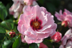 Rožė (P) (Lot Rosa (P)) 'Bright Eyes' C3/P19