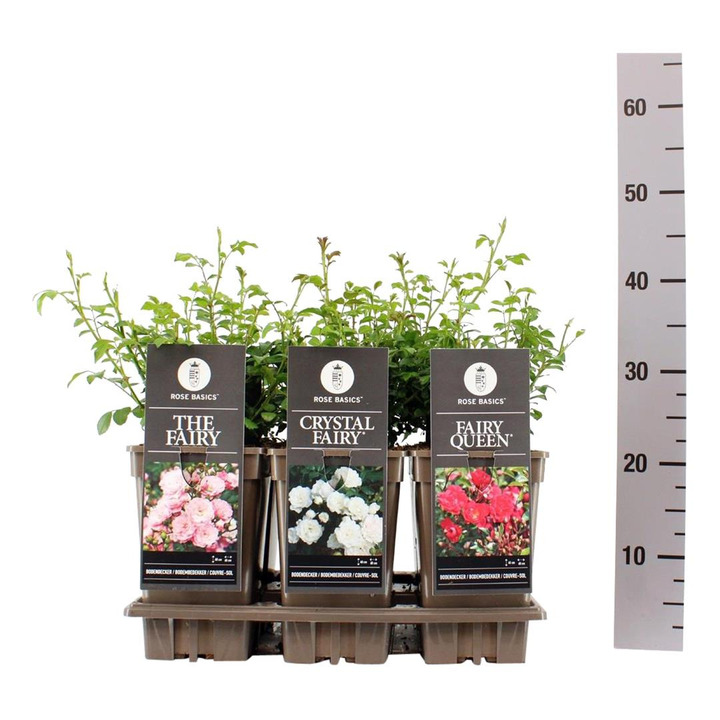 Rožė (Lot Rosa) 'Mix Groundcovering Fairy' C3/P19 | ROŽĖS | KRŪMAI