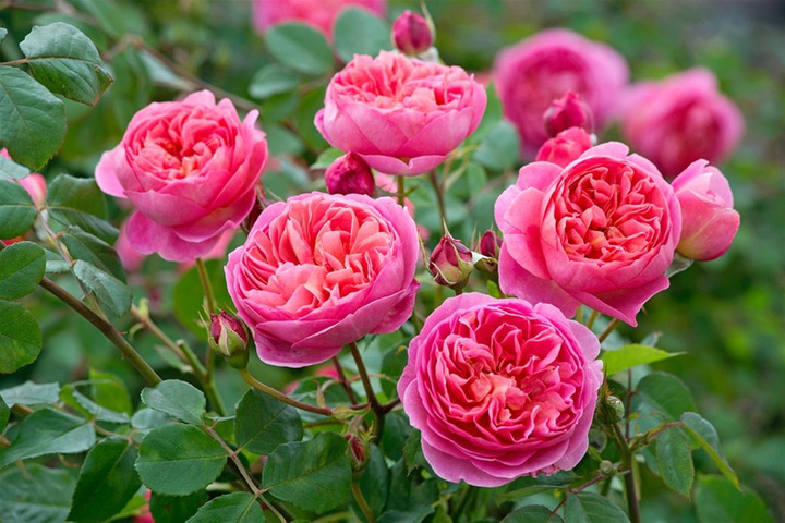 Rožė (Lot Rosa) 'Boscobel' C5/P23 | ROŽĖS | KRŪMAI