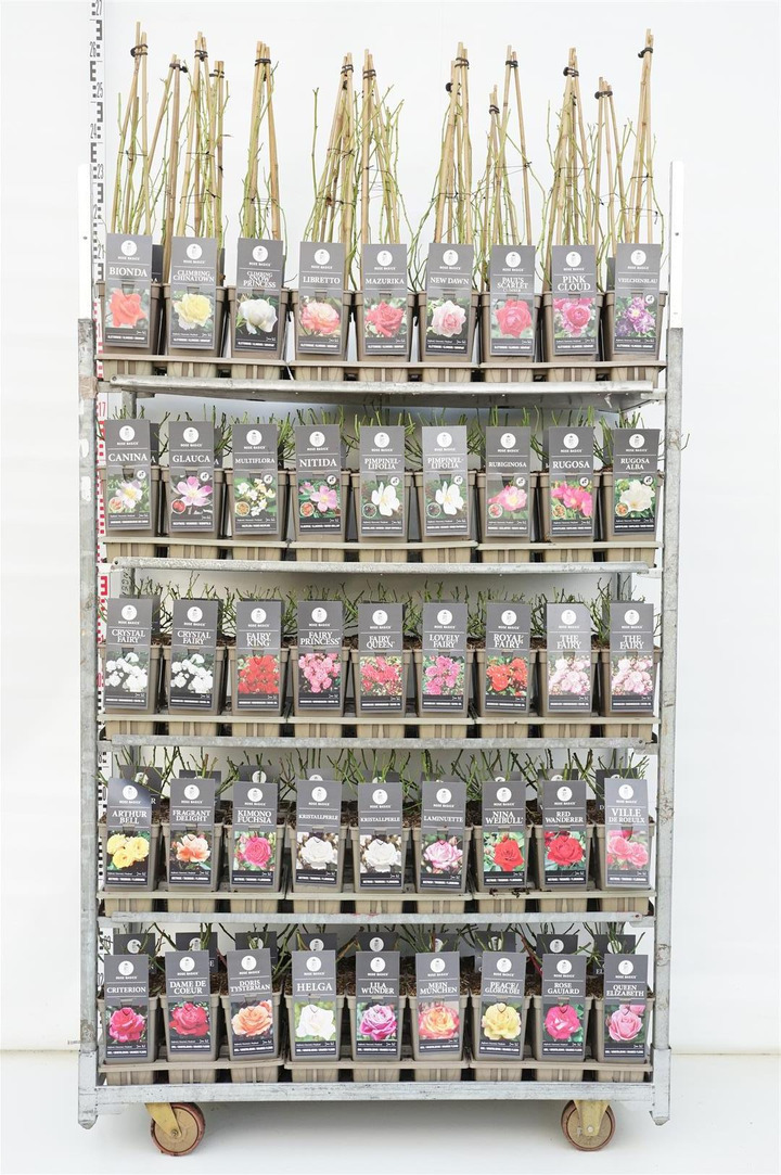 Rožė MIX (Lot Rosa) 'Basic Roses' C3/P19
