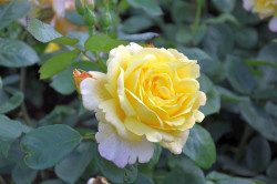 Rožė (Lot Rosa) 'Climbing Chinatown' C3/P19 | ROŽĖS | KRŪMAI