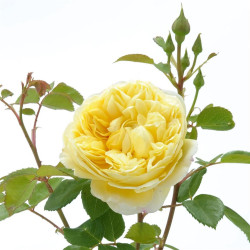Rožė (H) (Lot Rosa (H)) 'Charles Darwin' C3/P19 | ROŽĖS | KRŪMAI