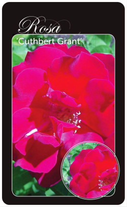 Rožė (H) (Lot Rosa (H)) 'Cuthbert Grant' BR