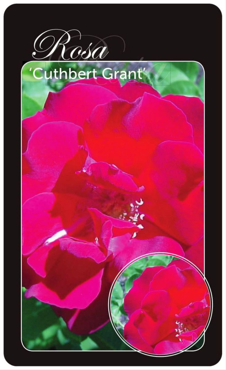 Rožė (H) (Lot Rosa (H)) 'Cuthbert Grant' BR