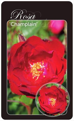 Rožė (Lot Rosa) 'Champlain' BR