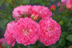 Rožė (M) (Lot Rosa (M)) 'Charmant' C5/P23 STIEBAS 50 CM - nuotrauka 2