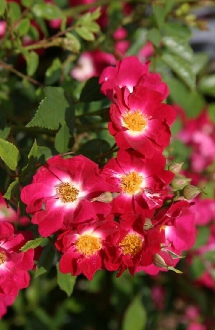 Rožė (Lot Rosa) 'Climbing Libertas' C7,5/P26 | ROŽĖS | KRŪMAI
