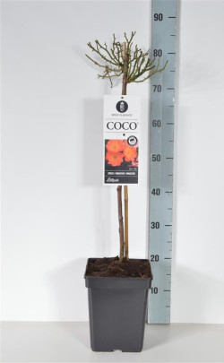 Rožė (M) (Lot Rosa (M)) 'Coco' C5/P23 STIEBAS 50 CM - nuotrauka 1