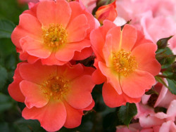 Rožė (M) (Lot Rosa (M)) 'Coco' C5/P23 STIEBAS 50 CM - nuotrauka 2