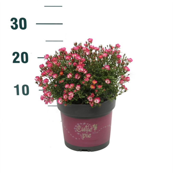 Rožė (Lot Rosa) 'Cutie Pie' 6-PACK