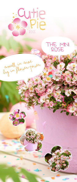Rožė (Lot Rosa) 'Cutie Pie' C2 ROSE CONTAINER - nuotrauka 1