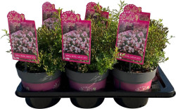 Rožė (Lot Rosa) 'Cutie Pie' C2 ROSE CONTAINER - nuotrauka 2