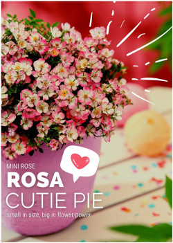 Rožė (Lot Rosa) 'Cutie Pie' C2 ROSE CONTAINER - nuotrauka 3