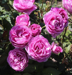 Rožė (T) (Lot Rosa (T)) C5/P23 | ROŽĖS | KRŪMAI