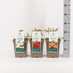 Rožė MIX (Lot Rosa mix) C5/P23 - nuotrauka 1