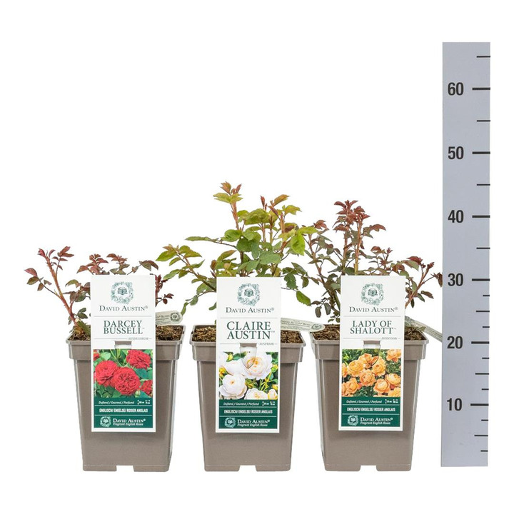 Rožė MIX (Lot Rosa mix)  C5/P23