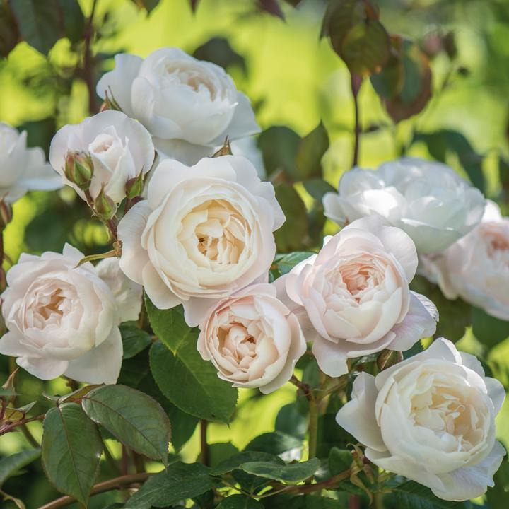 Rožė (Lot Rosa) 'Desdemona' C5/P23 | ROŽĖS | KRŪMAI