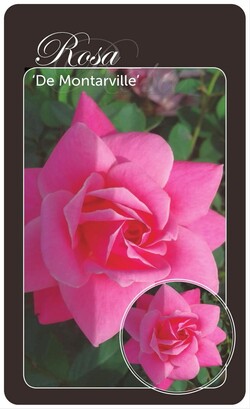 Rožė (Lot Rosa) 'De Montarville' BR