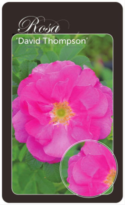 Rožė (R) (Lot Rosa (R)) 'David Thompson' BR