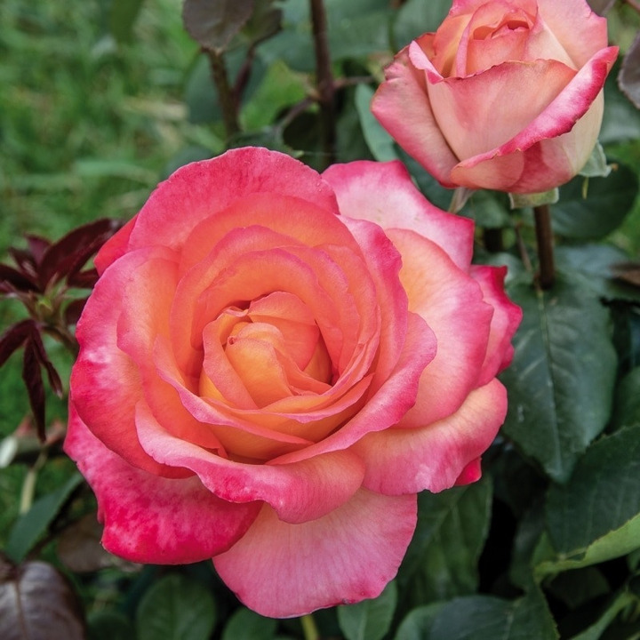 Rožė (Lot Rosa) 'Elite' C7,5/P26 | ROŽĖS | KRŪMAI