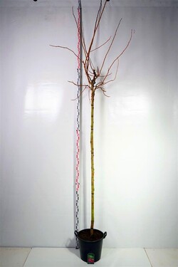 Robinija elliottii (Lot Robinia elliottii)  C35 STIEBAS 225 CM KAMIENO APIMTIS 10-12 CM