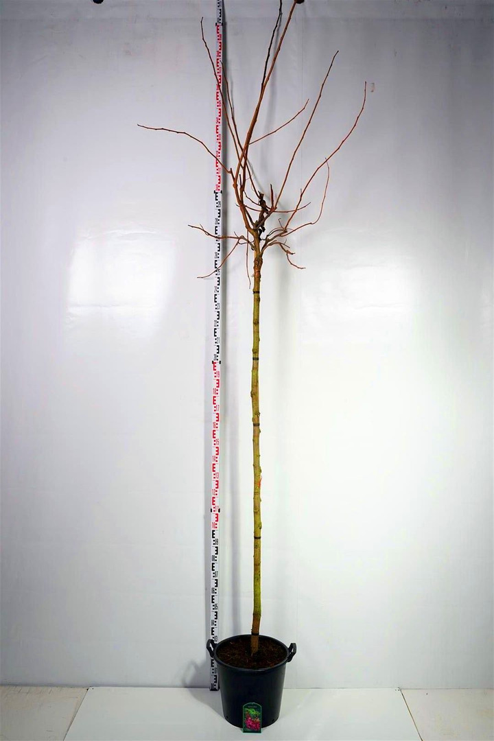 Robinija elliottii (Lot Robinia elliottii)  C35 STIEBAS 225 CM KAMIENO APIMTIS 10-12 CM