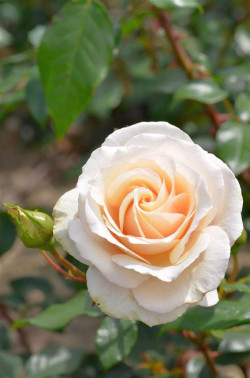 Rožė (Lot Rosa) 'Eloise' C3/P19 | ROŽĖS | KRŪMAI
