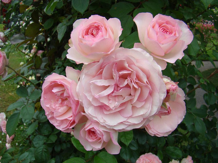 Rožė (T) (Lot Rosa (T)) 'Eden Rose' C3/P19