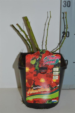 Rožė Flower Carpet Alcantara (Lot Rosa Flower Carpet Alcantara) C2 | ROŽĖS | KRŪMAI