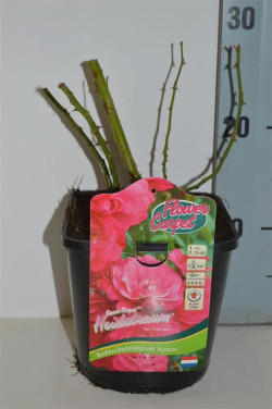 Rožė (H) (Lot Rosa (H))  C2 ROSE CONTAINER