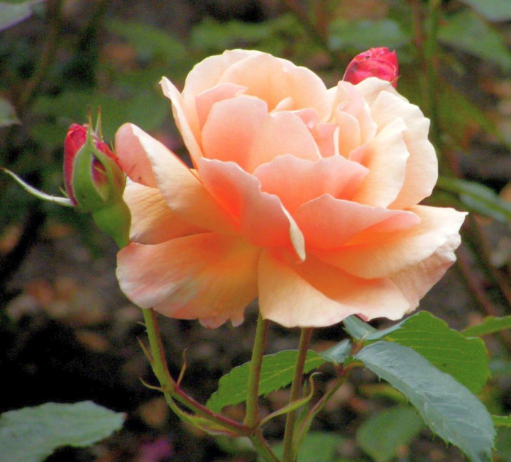 Rožė (F) (Lot Rosa (F)) 'Fragrant Delight' C3/P19 | ROŽĖS | KRŪMAI