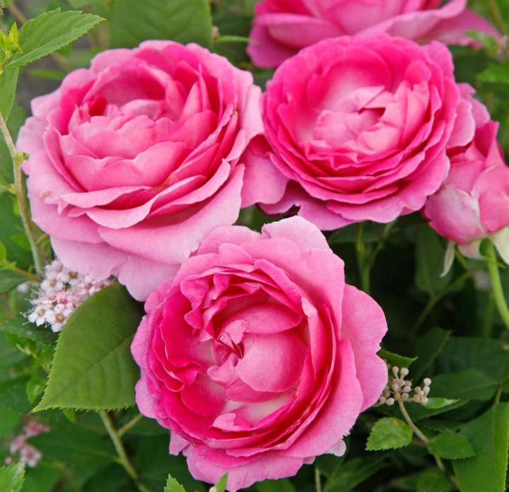 Rožė (Lot Rosa) 'Fräulein Maria' C3/P19