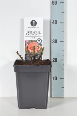 Rožė (Lot Rosa) 'For your Eyes Only' C5/P23 - nuotrauka 1