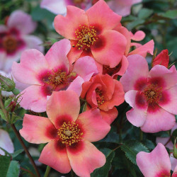 Rožė (Lot Rosa) 'For your Eyes Only' C5/P23 STIEBAS 50 CM | ROŽĖS | KRŪMAI