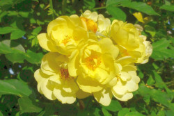 Rožė (T) (Lot Rosa (T)) 'Golden Age' C5/P23
