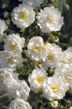 Rožė (K) Guirlande d' Amour (Lot Rosa (K) Guirlande d' Amour) C5/P23 | ROŽĖS | KRŪMAI