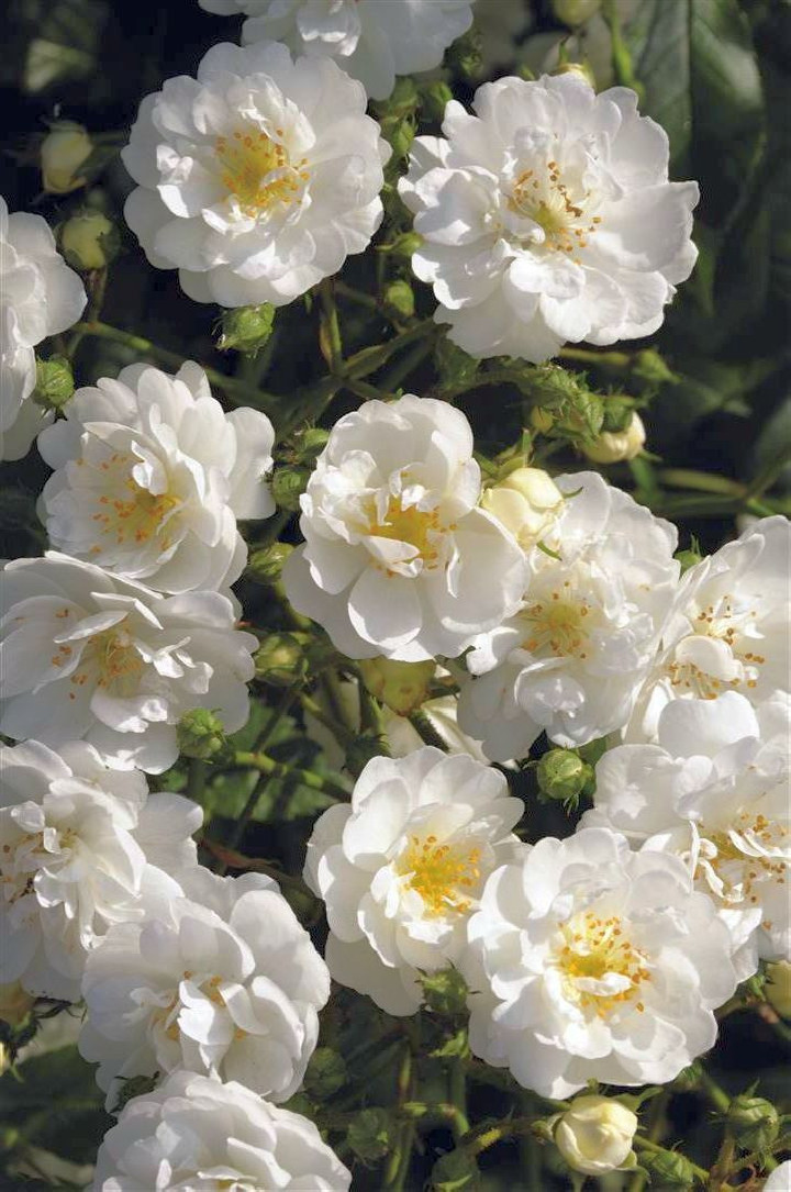 Rožė (K) Guirlande d' Amour (Lot Rosa (K) Guirlande d' Amour) C5/P23 | ROŽĖS | KRŪMAI