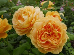 Rožė (H) (Lot Rosa (H)) C5/P23 - nuotrauka 2