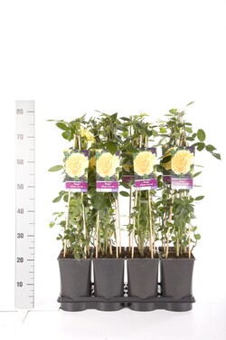 Rožė (K) (Lot Rosa (K)) 'Golden Climber' C2,5 70 CM 4 ST(SP) - nuotrauka 2