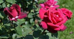 Rožė (F) (Lot Rosa (F)) 'Grafin Diana' C3/P19