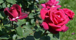 Rožė (F) (Lot Rosa (F)) 'Grafin Diana' C5/P23 | ROŽĖS | KRŪMAI