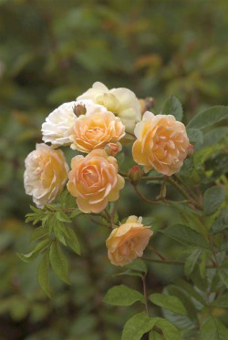 Rožė (K) (Lot Rosa (K)) 'Ghislaine de Feligonde' C5/P23 | ROŽĖS | KRŪMAI