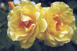 Rožė (Lot Rosa) 'Golden Gate' C3/P19 | ROŽĖS | KRŪMAI