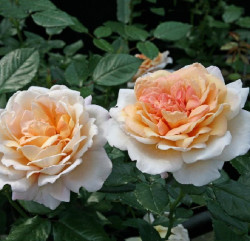 Rožė (Lot Rosa) 'Großherzogin Luise' C5/P23 | ROŽĖS | KRŪMAI