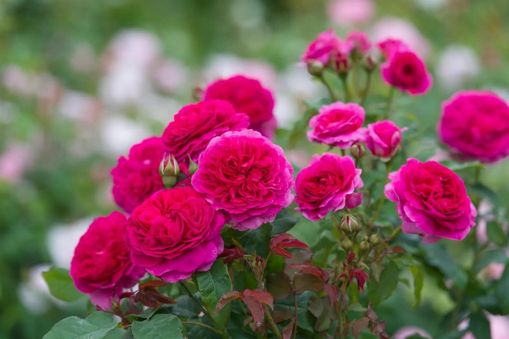 Rožė (Lot Rosa) 'Gabriel Oak' C5/P23 | ROŽĖS | KRŪMAI