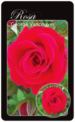 Rožė (Lot Rosa) 'George Vancouver' BR