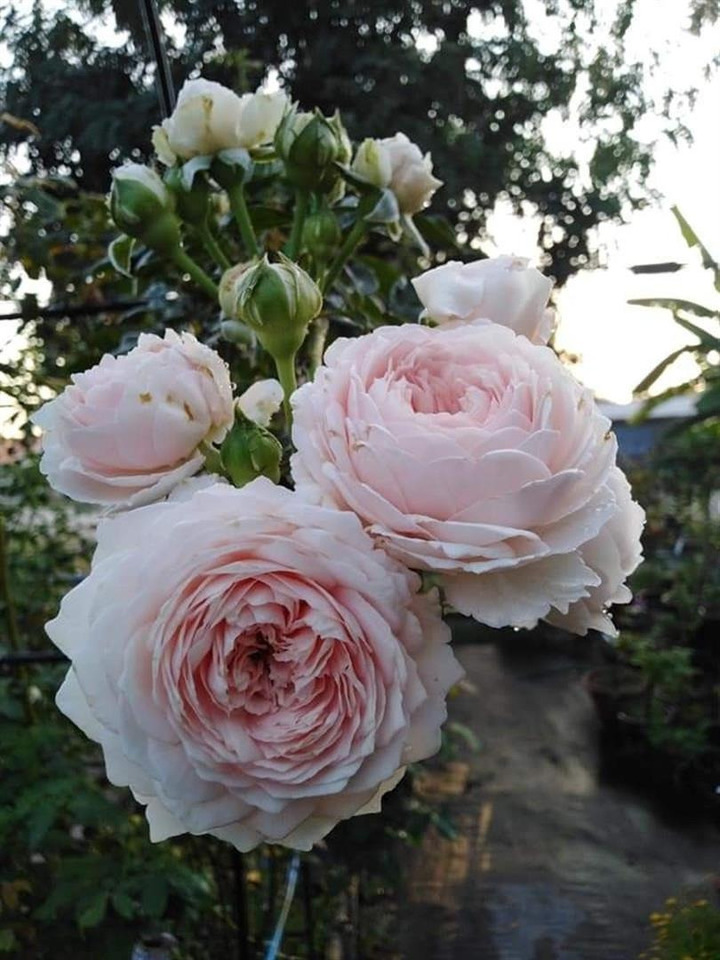 Rožė (F) (Lot Rosa (F)) 'Herzogin Christiana' C3/P19