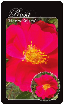 Rožė (Lot Rosa) 'Henry Kelsey' BR